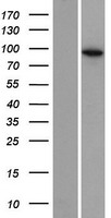 EXOC6B Protein - Western validation with an anti-DDK antibody * L: Control HEK293 lysate R: Over-expression lysate