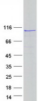 EXOC6B Protein - Purified recombinant protein EXOC6B was analyzed by SDS-PAGE gel and Coomassie Blue Staining