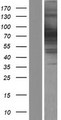 EXOC7 Protein - Western validation with an anti-DDK antibody * L: Control HEK293 lysate R: Over-expression lysate