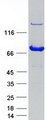 EXOC7 Protein - Purified recombinant protein EXOC7 was analyzed by SDS-PAGE gel and Coomassie Blue Staining