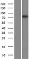 EXOC8 / EXO84 Protein - Western validation with an anti-DDK antibody * L: Control HEK293 lysate R: Over-expression lysate