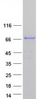EXOC8 / EXO84 Protein - Purified recombinant protein EXOC8 was analyzed by SDS-PAGE gel and Coomassie Blue Staining