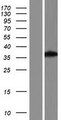 EXOG / ENDOGL1 Protein - Western validation with an anti-DDK antibody * L: Control HEK293 lysate R: Over-expression lysate