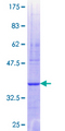 EXOSC10 Protein - 12.5% SDS-PAGE Stained with Coomassie Blue