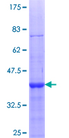 EXOSC4 / RRP41 Protein - 12.5% SDS-PAGE Stained with Coomassie Blue.