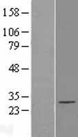 EXOSC5 Protein - Western validation with an anti-DDK antibody * L: Control HEK293 lysate R: Over-expression lysate