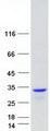 EXOSC5 Protein - Purified recombinant protein EXOSC5 was analyzed by SDS-PAGE gel and Coomassie Blue Staining