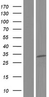 EXOSC6 Protein - Western validation with an anti-DDK antibody * L: Control HEK293 lysate R: Over-expression lysate