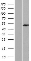 EXOSC9 / p5 Protein - Western validation with an anti-DDK antibody * L: Control HEK293 lysate R: Over-expression lysate