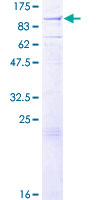 EXT1 Protein - 12.5% SDS-PAGE of human EXT1 stained with Coomassie Blue