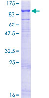 EXT2 Protein - 12.5% SDS-PAGE of human EXT2 stained with Coomassie Blue