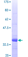 EXT2 Protein - 12.5% SDS-PAGE Stained with Coomassie Blue.