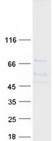 EXTL1 Protein - Purified recombinant protein EXTL1 was analyzed by SDS-PAGE gel and Coomassie Blue Staining