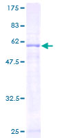 EXTL2 Protein - 12.5% SDS-PAGE of human EXTL2 stained with Coomassie Blue