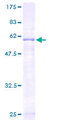 EXTL2 Protein - 12.5% SDS-PAGE of human EXTL2 stained with Coomassie Blue