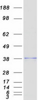 EXTL2 Protein - Purified recombinant protein EXTL2 was analyzed by SDS-PAGE gel and Coomassie Blue Staining