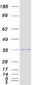 EXTL2 Protein - Purified recombinant protein EXTL2 was analyzed by SDS-PAGE gel and Coomassie Blue Staining