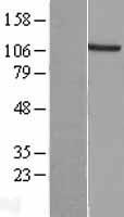 EXTL3 Protein - Western validation with an anti-DDK antibody * L: Control HEK293 lysate R: Over-expression lysate