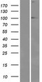 EYA1 Protein - Western validation with an anti-DDK antibody * L: Control HEK293 lysate R: Over-expression lysate
