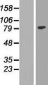 EZH2 Protein - Western validation with an anti-DDK antibody * L: Control HEK293 lysate R: Over-expression lysate