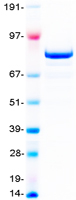 EZH2 Protein - Purified recombinant protein EZH2 was analyzed by SDS-PAGE gel and Coomassie Blue Staining