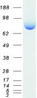 EZR / Ezrin Protein - Purified recombinant protein EZR was analyzed by SDS-PAGE gel and Coomassie Blue Staining