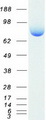 EZR / Ezrin Protein - Purified recombinant protein EZR was analyzed by SDS-PAGE gel and Coomassie Blue Staining