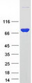 EZR / Ezrin Protein - Purified recombinant protein EZR was analyzed by SDS-PAGE gel and Coomassie Blue Staining