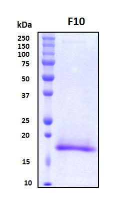 F10 / Factor X Protein - SDS-PAGE under reducing conditions and visualized by Coomassie blue staining