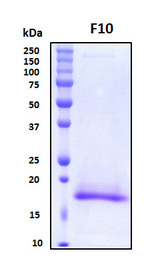 F10 / Factor X Protein - SDS-PAGE under reducing conditions and visualized by Coomassie blue staining