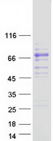 F10 / Factor X Protein - Purified recombinant protein F10 was analyzed by SDS-PAGE gel and Coomassie Blue Staining
