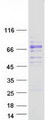 F10 / Factor X Protein - Purified recombinant protein F10 was analyzed by SDS-PAGE gel and Coomassie Blue Staining
