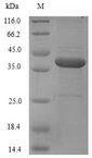 F11 / FXI / Factor XI Protein - (Tris-Glycine gel) Discontinuous SDS-PAGE (reduced) with 5% enrichment gel and 15% separation gel.