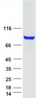 F13A1 / Factor XIIIa Protein - Purified recombinant protein F13A1 was analyzed by SDS-PAGE gel and Coomassie Blue Staining