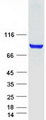 F13A1 / Factor XIIIa Protein - Purified recombinant protein F13A1 was analyzed by SDS-PAGE gel and Coomassie Blue Staining