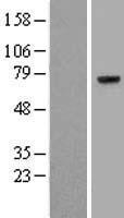 F2 / Prothrombin / Thrombin Protein - Western validation with an anti-DDK antibody * L: Control HEK293 lysate R: Over-expression lysate