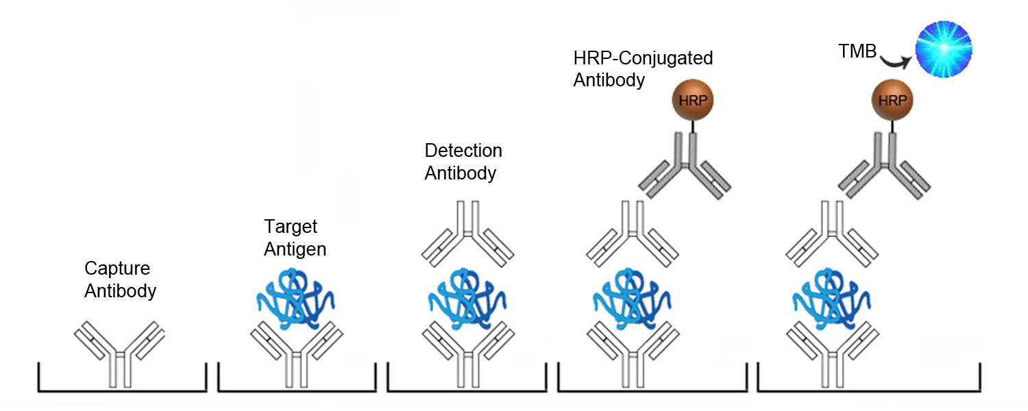 F2 / Prothrombin / Thrombin ELISA Kit - Sandwich ELISA Platform Overview