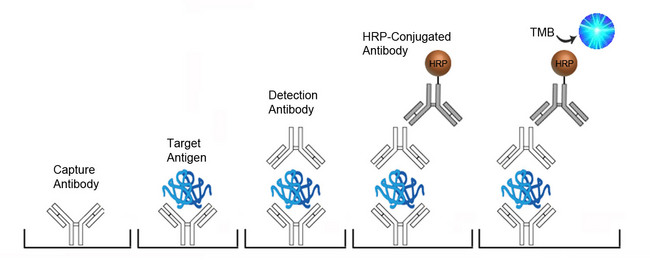 F2 / Prothrombin / Thrombin ELISA Kit - Sandwich ELISA Platform Overview