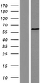 F2R / Thrombin Receptor / PAR1 Protein - Western validation with an anti-DDK antibody * L: Control HEK293 lysate R: Over-expression lysate