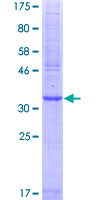 F2RL1 / PAR2 Protein - 12.5% SDS-PAGE Stained with Coomassie Blue.