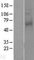 F2RL2 / PAR3 Protein - Western validation with an anti-DDK antibody * L: Control HEK293 lysate R: Over-expression lysate