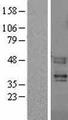 F2RL3 / PAR4 Protein - Western validation with an anti-DDK antibody * L: Control HEK293 lysate R: Over-expression lysate