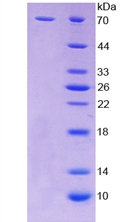 F2RL3 / PAR4 Protein - Recombinant Protease Activated Receptor 4 By SDS-PAGE