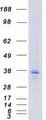 F2RL3 / PAR4 Protein - Purified recombinant protein F2RL3 was analyzed by SDS-PAGE gel and Coomassie Blue Staining
