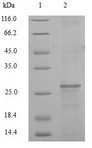F3 / CD142 / Tissue factor Protein - (Tris-Glycine gel) Discontinuous SDS-PAGE (reduced) with 5% enrichment gel and 15% separation gel.
