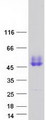 F3 / CD142 / Tissue factor Protein - Purified recombinant protein F3 was analyzed by SDS-PAGE gel and Coomassie Blue Staining