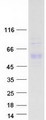 F7 / Factor VII Protein - Purified recombinant protein F7 was analyzed by SDS-PAGE gel and Coomassie Blue Staining