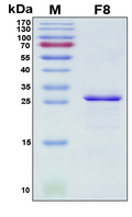 F8 / FVIII / Factor VIII Protein - SDS-PAGE under reducing conditions and visualized by Coomassie blue staining