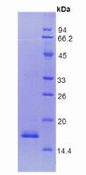 F8 / FVIII / Factor VIII Protein - Recombinant Coagulation Factor VIII By SDS-PAGE