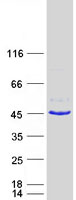 FA2H / FAAH Protein - Purified recombinant protein FA2H was analyzed by SDS-PAGE gel and Coomassie Blue Staining